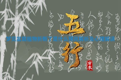 梦见盆栽植物折断了是什么预兆解析及心理解读